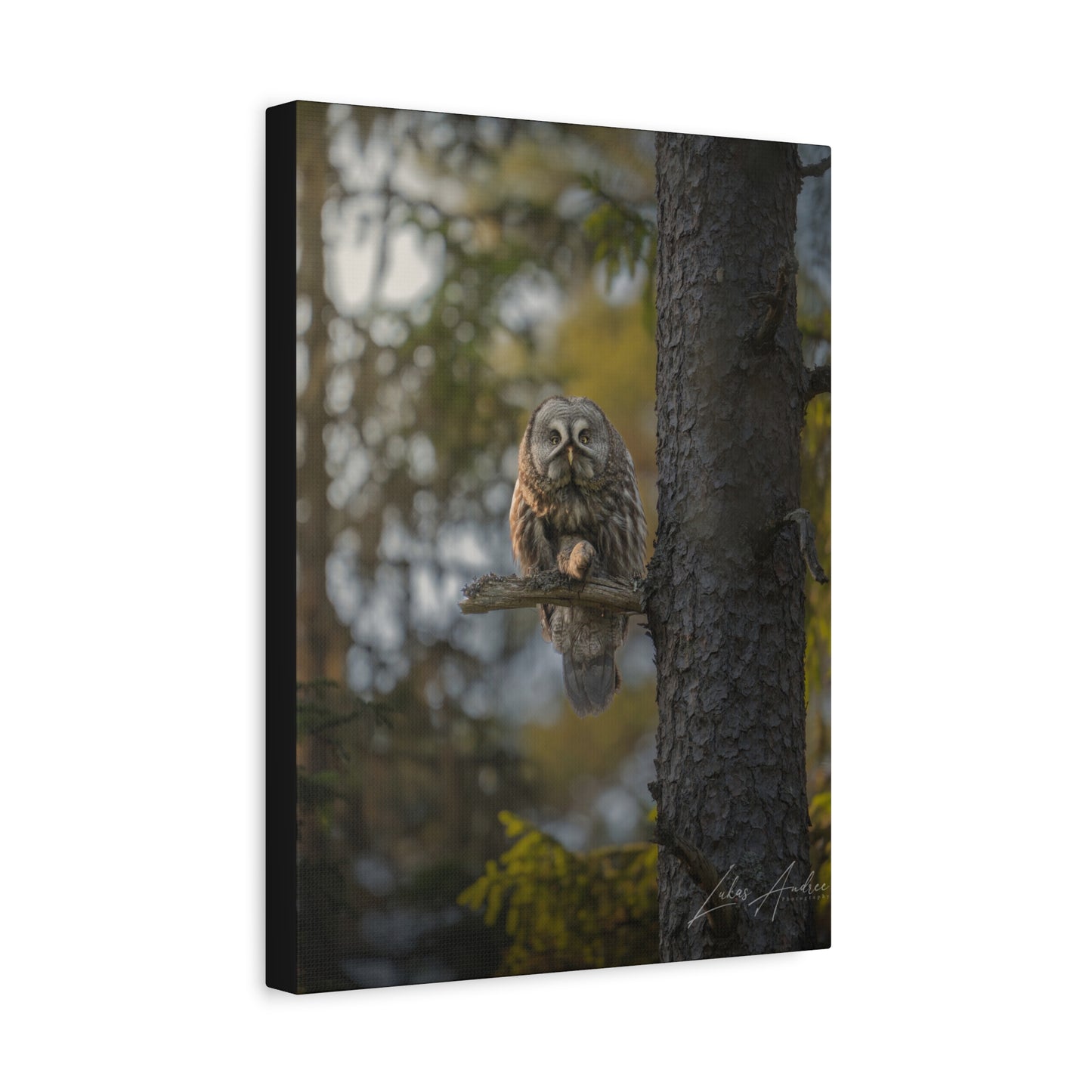 Great Gray Owl on Forest Perch – By Photographer Lukas Andersen