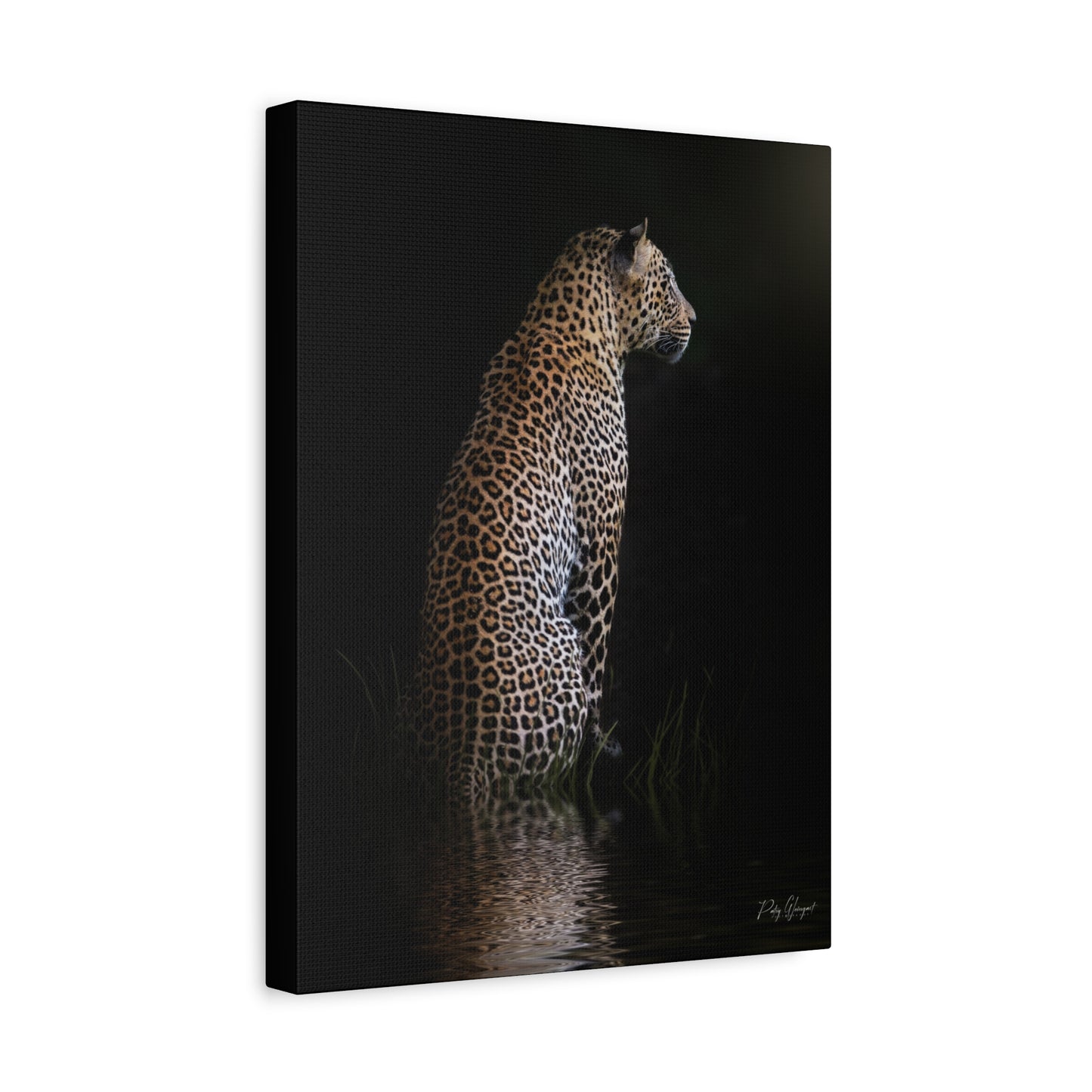 Leopard in Still Water – By Photographer Patsy Weingart