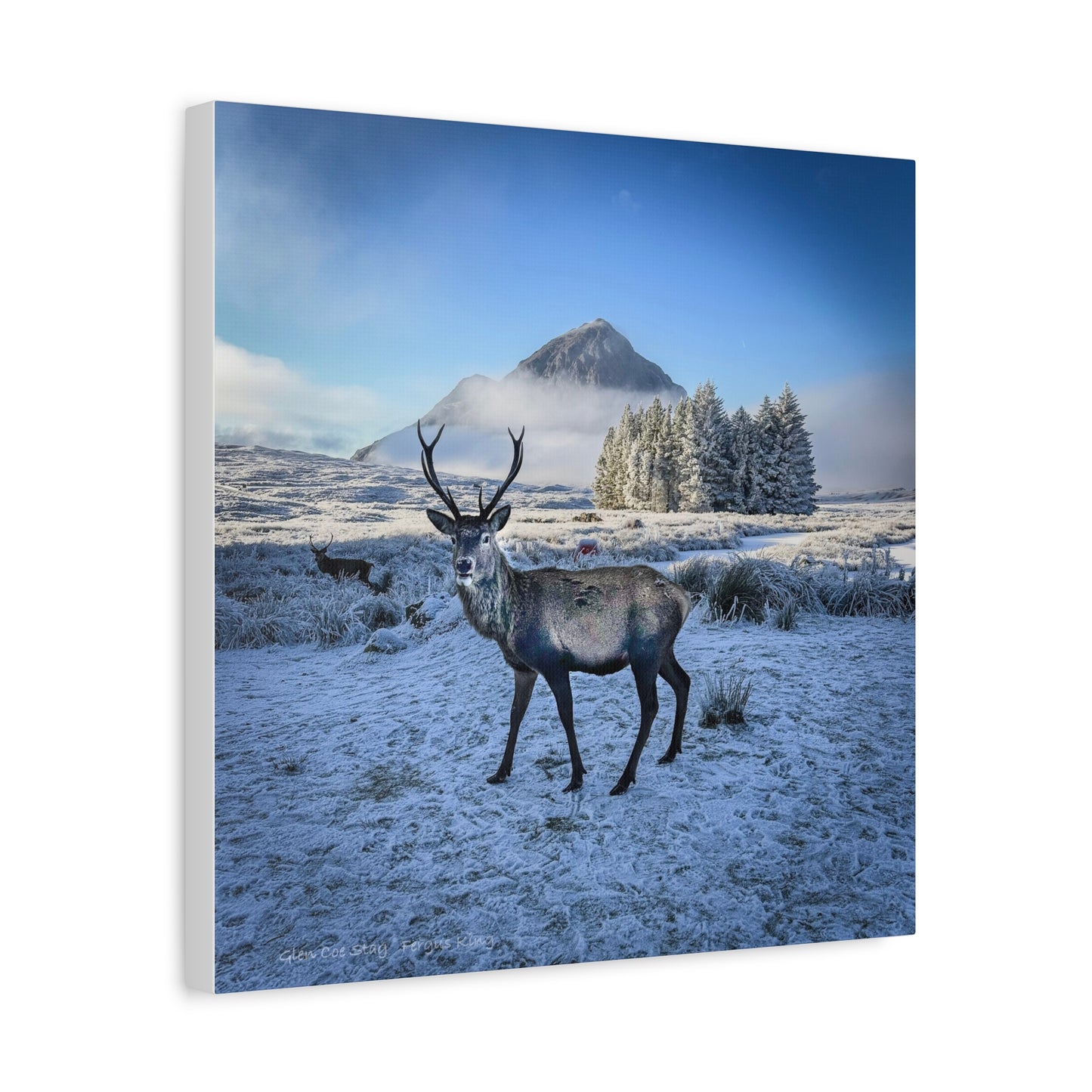 Glen Coe Stag Canvas Print – By Photographer Fergus King