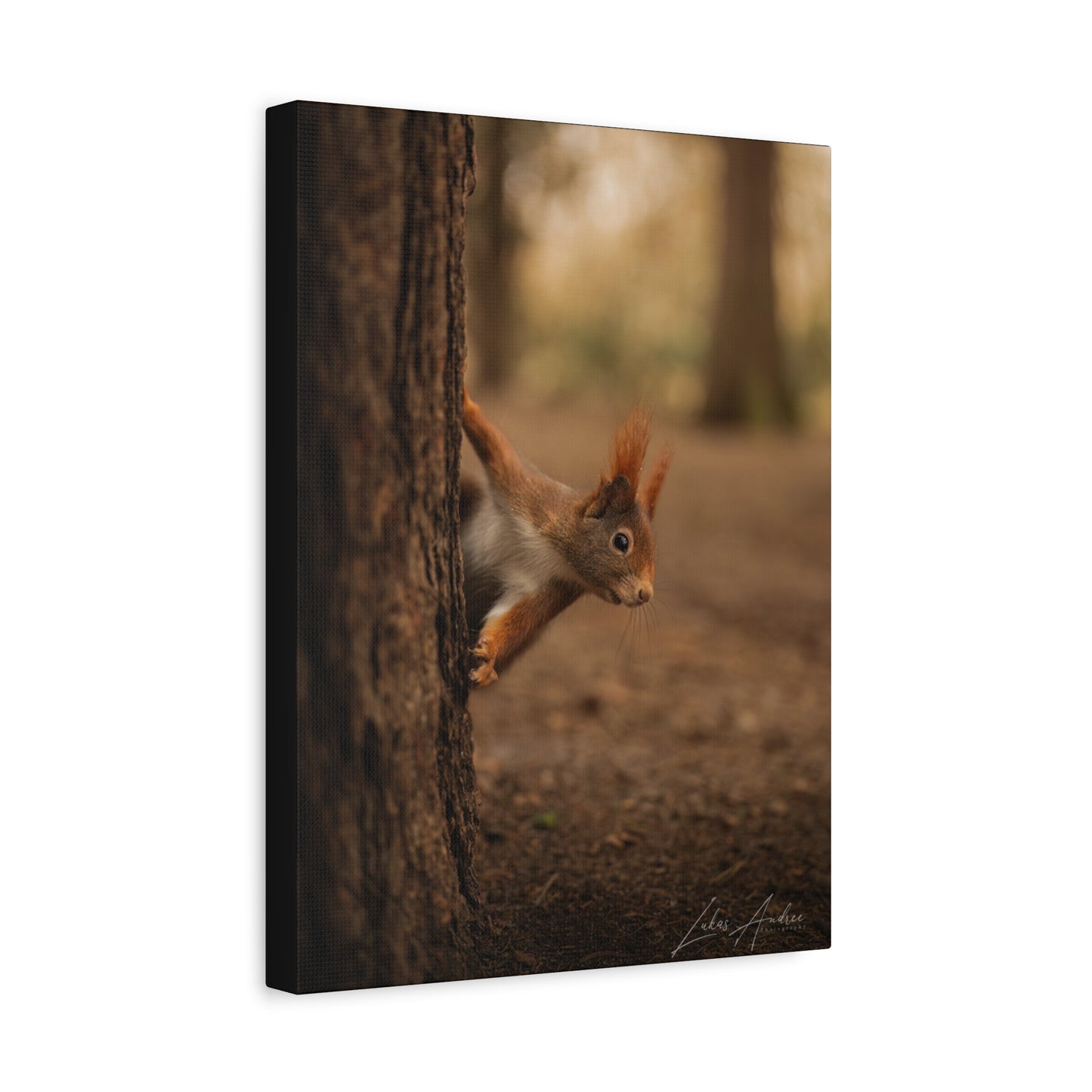 Red Squirrel Peeking from Tree Bark — By Photographer Lukas Andersen