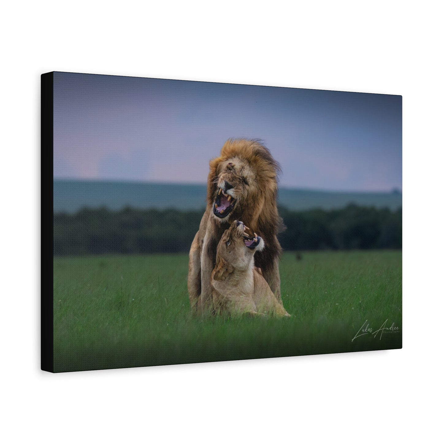 Lion Pair in Tense Exchange — By Photographer Lukas Andersen