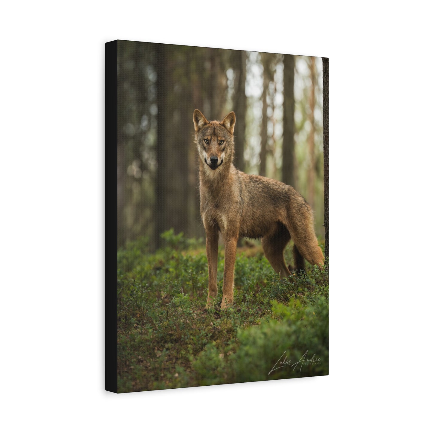 Forest Sentinel, Wild Wolf — By Photographer Lukas Andersen