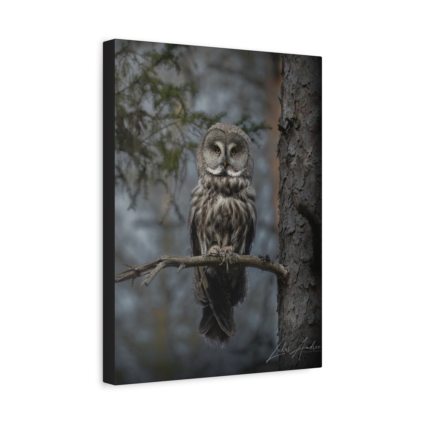Great Gray Owl on Woodland Branch – By Photographer Lukas Andersen