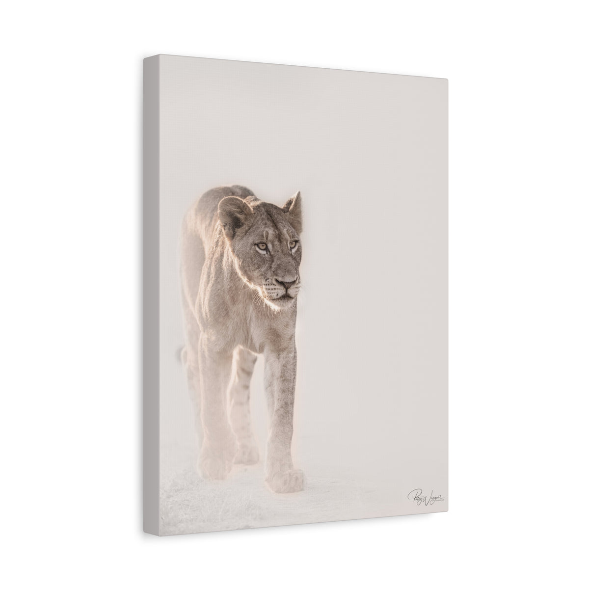 Lioness in Motion — By Photographer Patsy Weingart