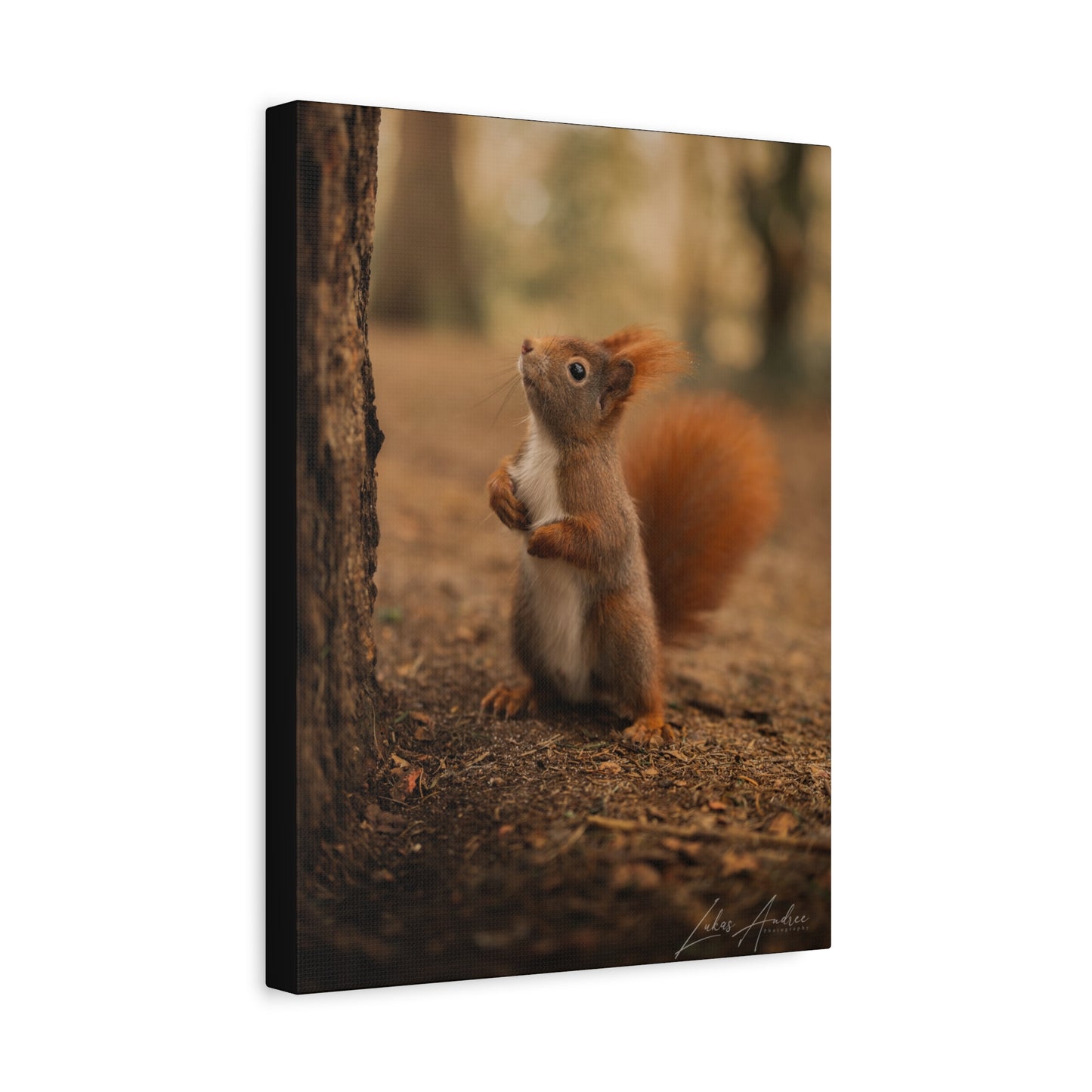 Red Squirrel Between Forest Trunks — By Photographer Lukas Andersen