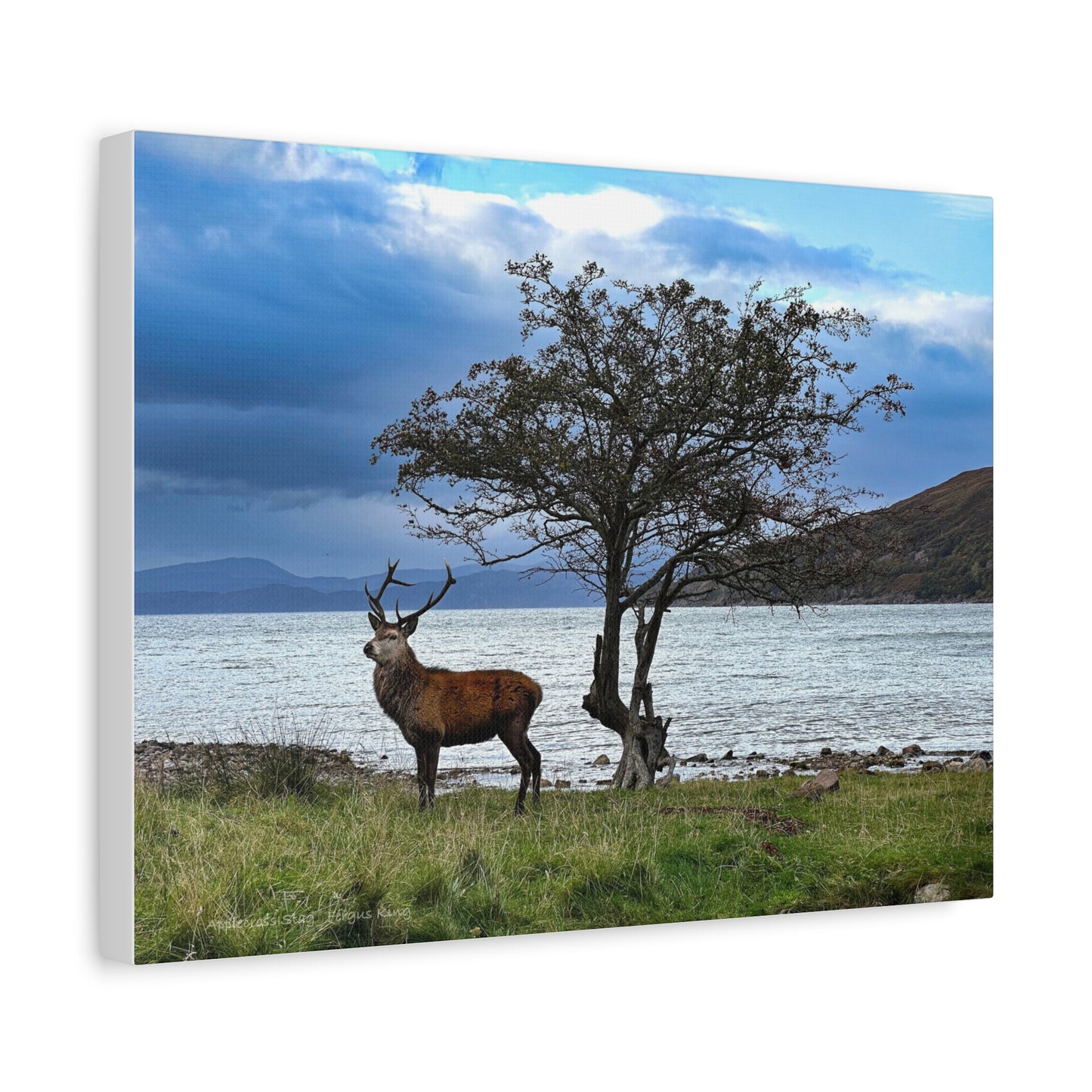 Applecross Stag Canvas Print – By Photographer Fergus King