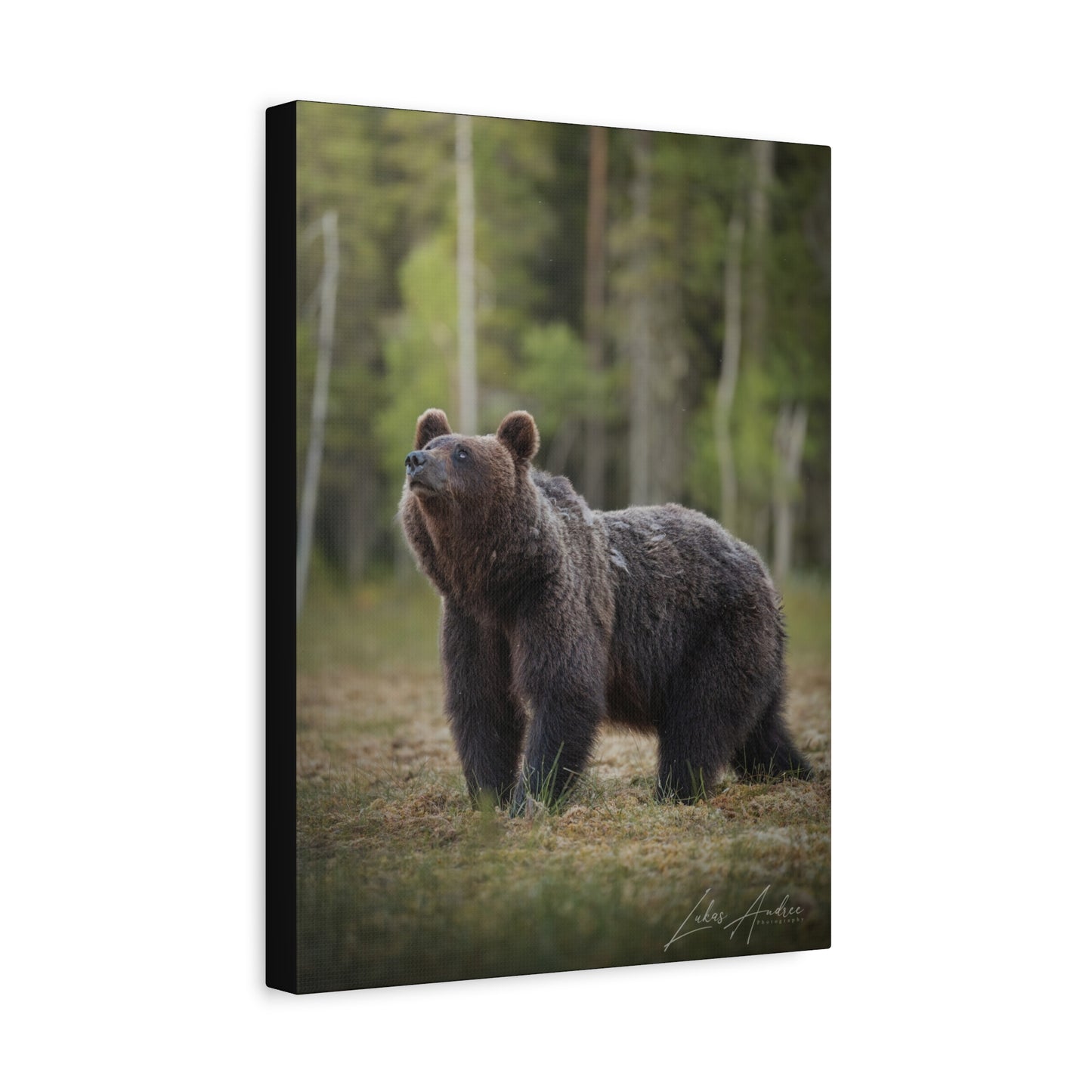 Brown Bear Among the Pines — By Photographer Lukas Andersen