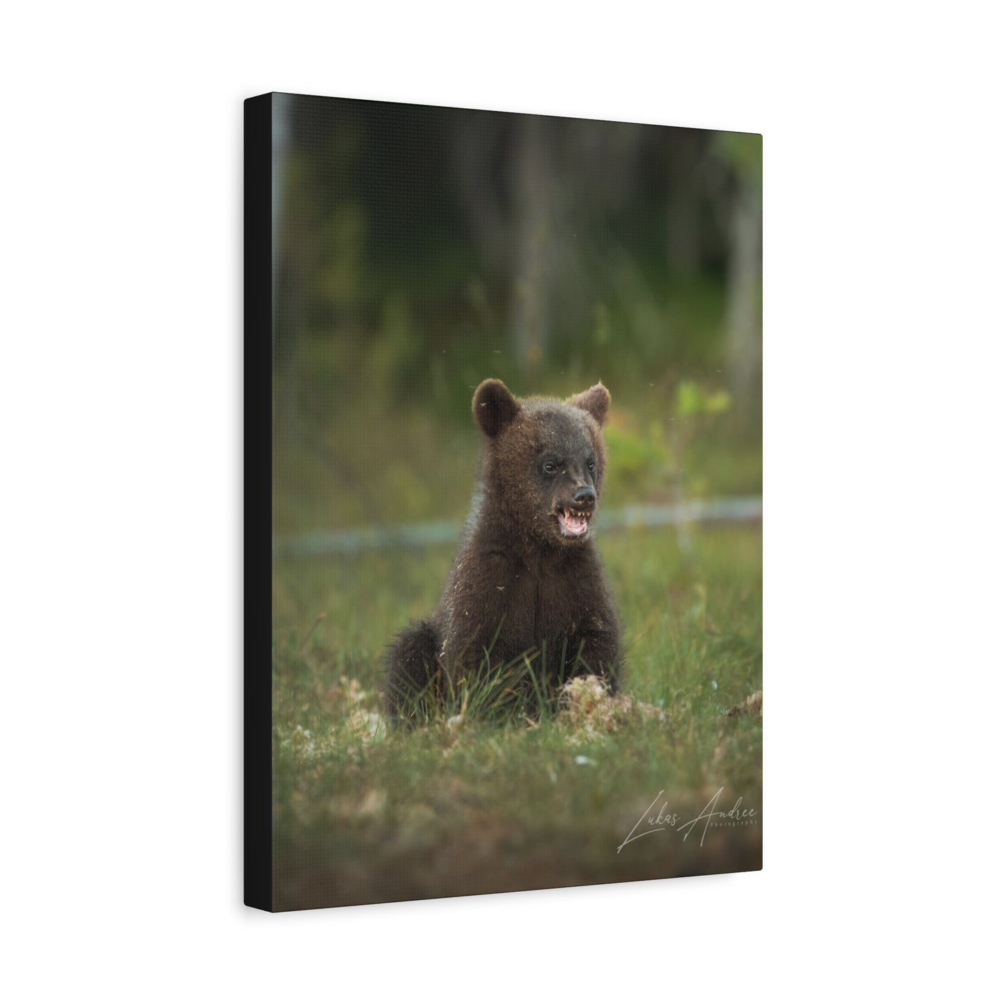 Expressive Bear Cub in Woodland Meadow – By Photographer Lukas Andersen