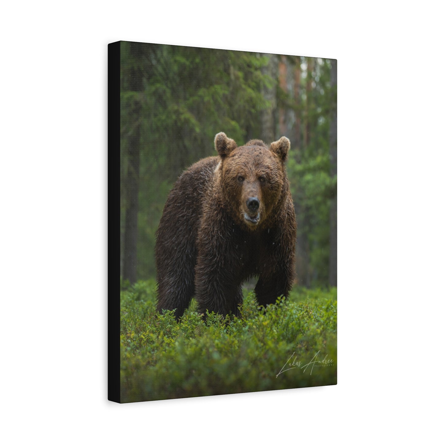 Brown Bear in Forest Light — By Photographer Lukas Andersen