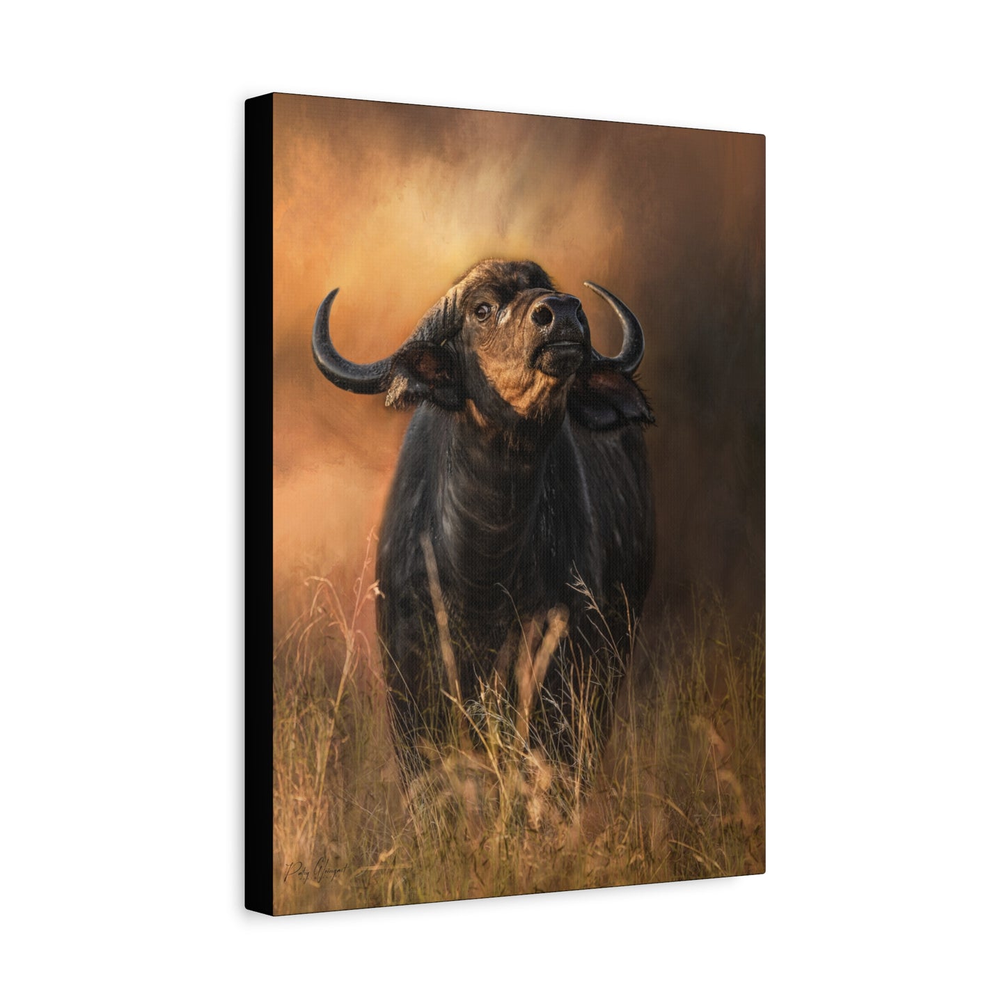 Cape Buffalo in Long Grass at Dusk – By Photographer Patsy Weingart