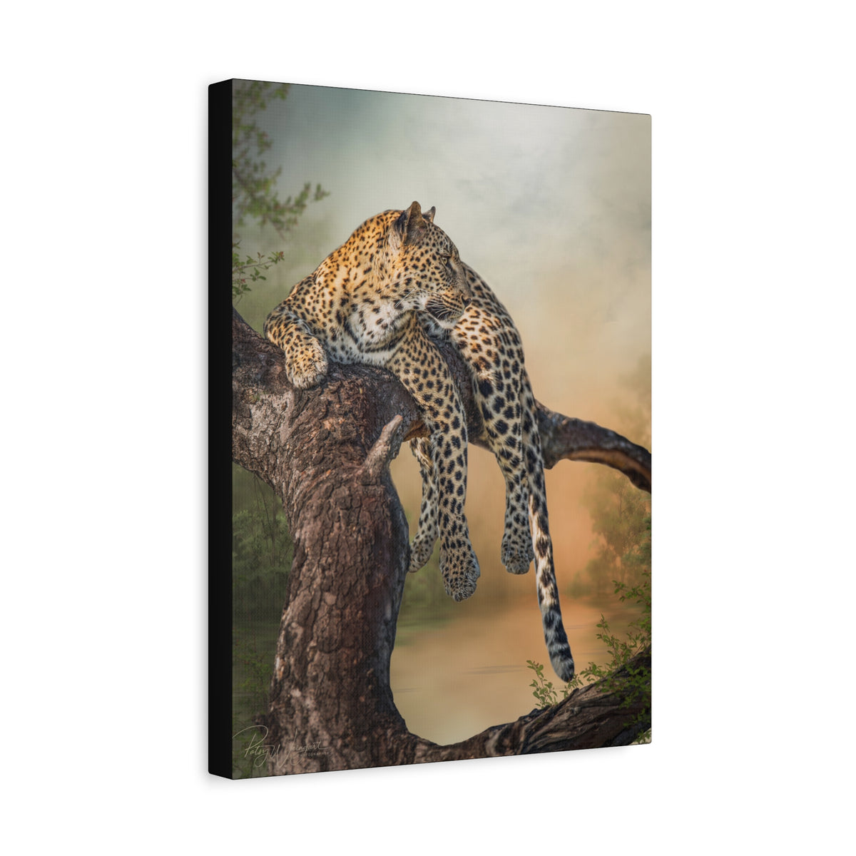 Leopard at Rest Canvas Print | By Photographer Patsy Weingart