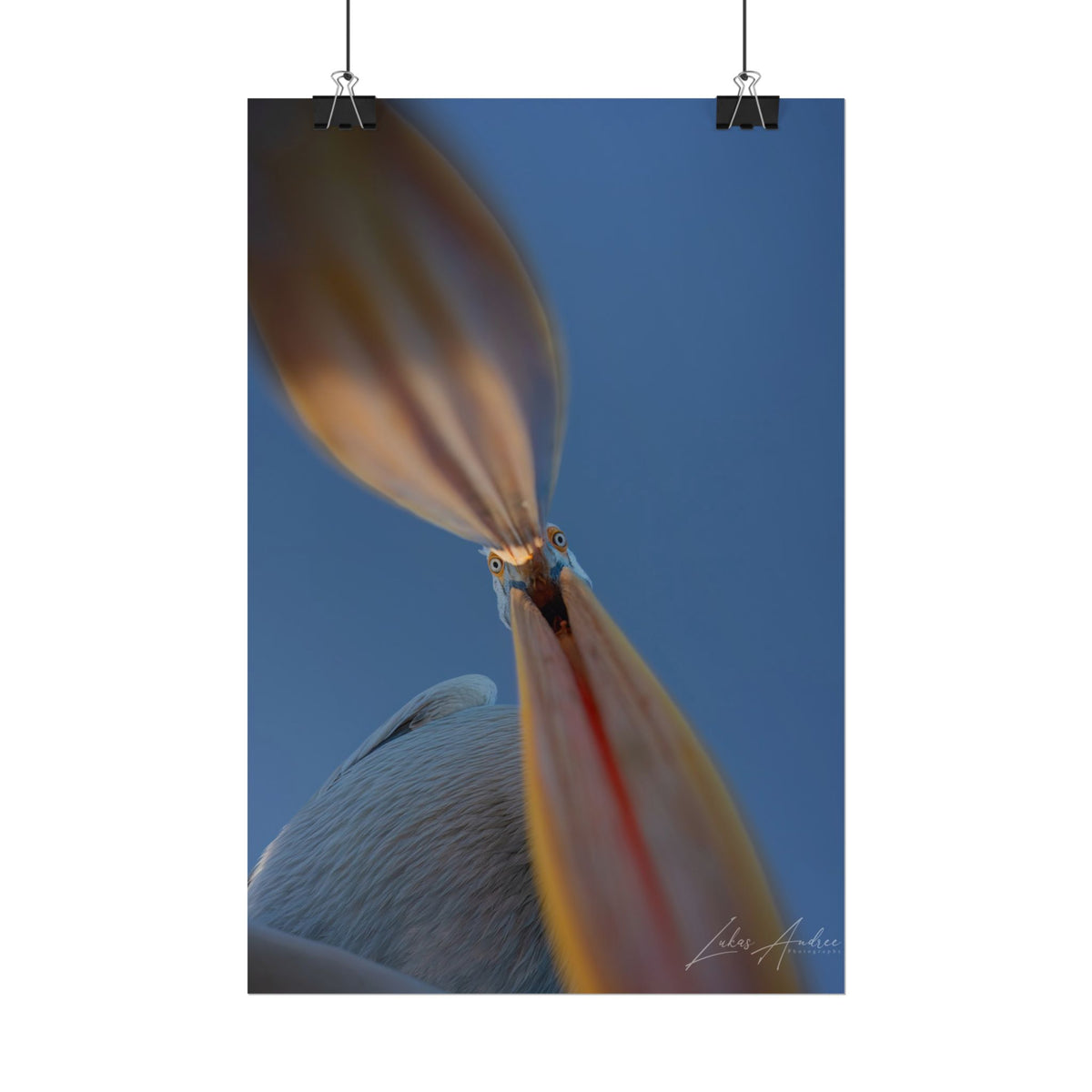 Pelican Portrait Fine Art Print | By Photographer Lukas Andersen