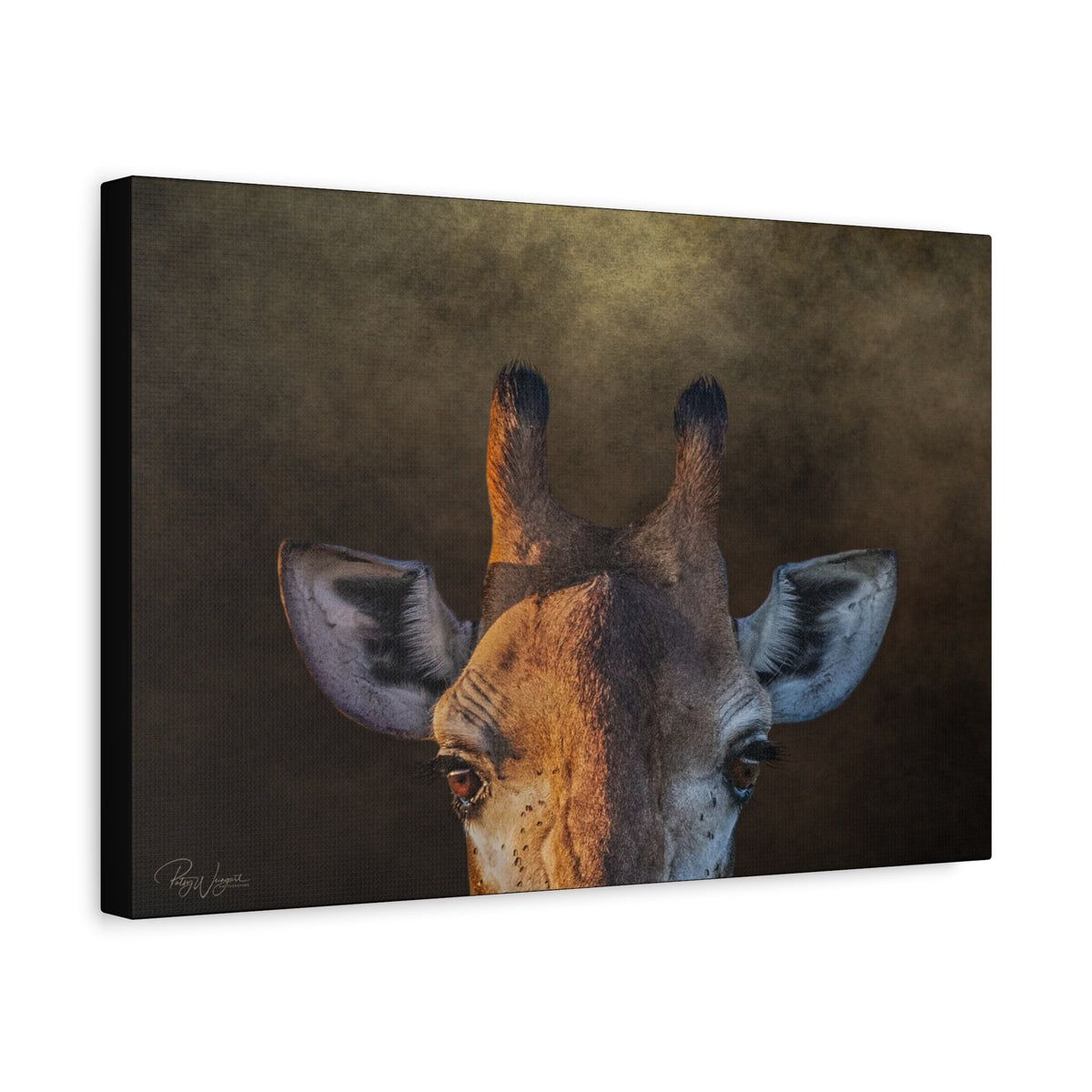 Giraffe Portrait in Golden Light — By Photographer Patsy Weingart