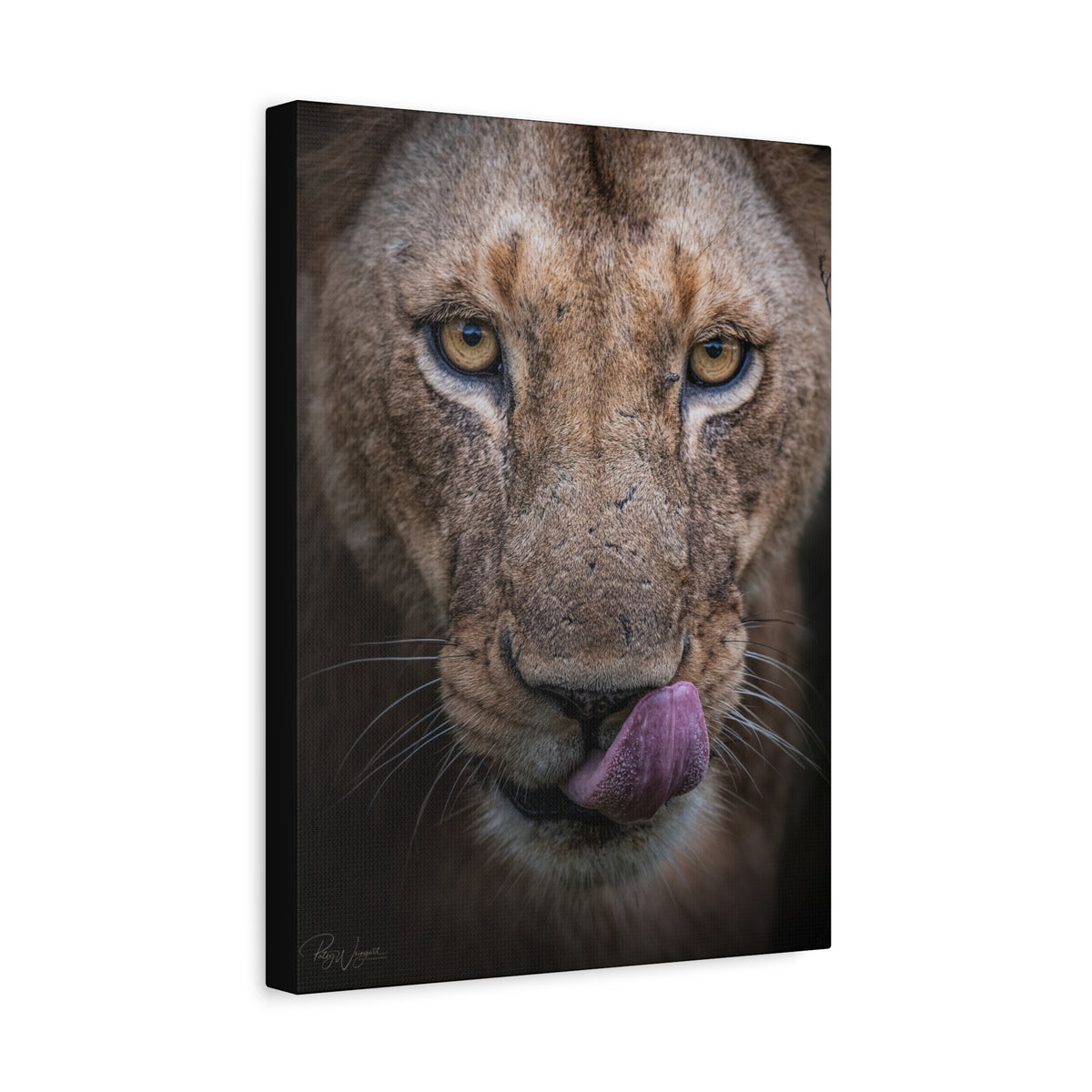 Male Lion Close‑Up Licking — By Photographer Patsy Weingart