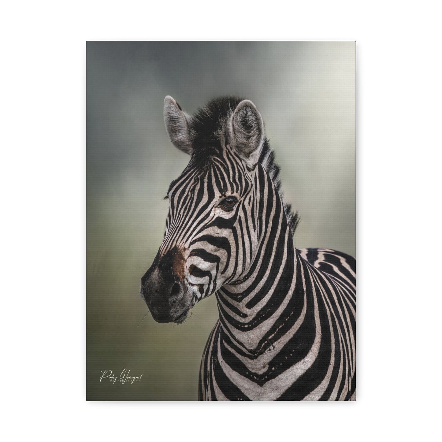 Zebra Portrait in Pastel Light – African Wildlife Canvas Print by Photographer Patsy Weingart
