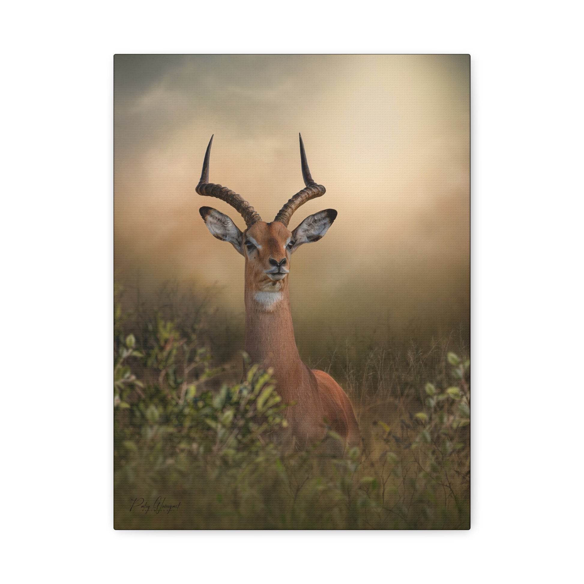 Gaze Through the Grass, By Photographer Patsy Weingart