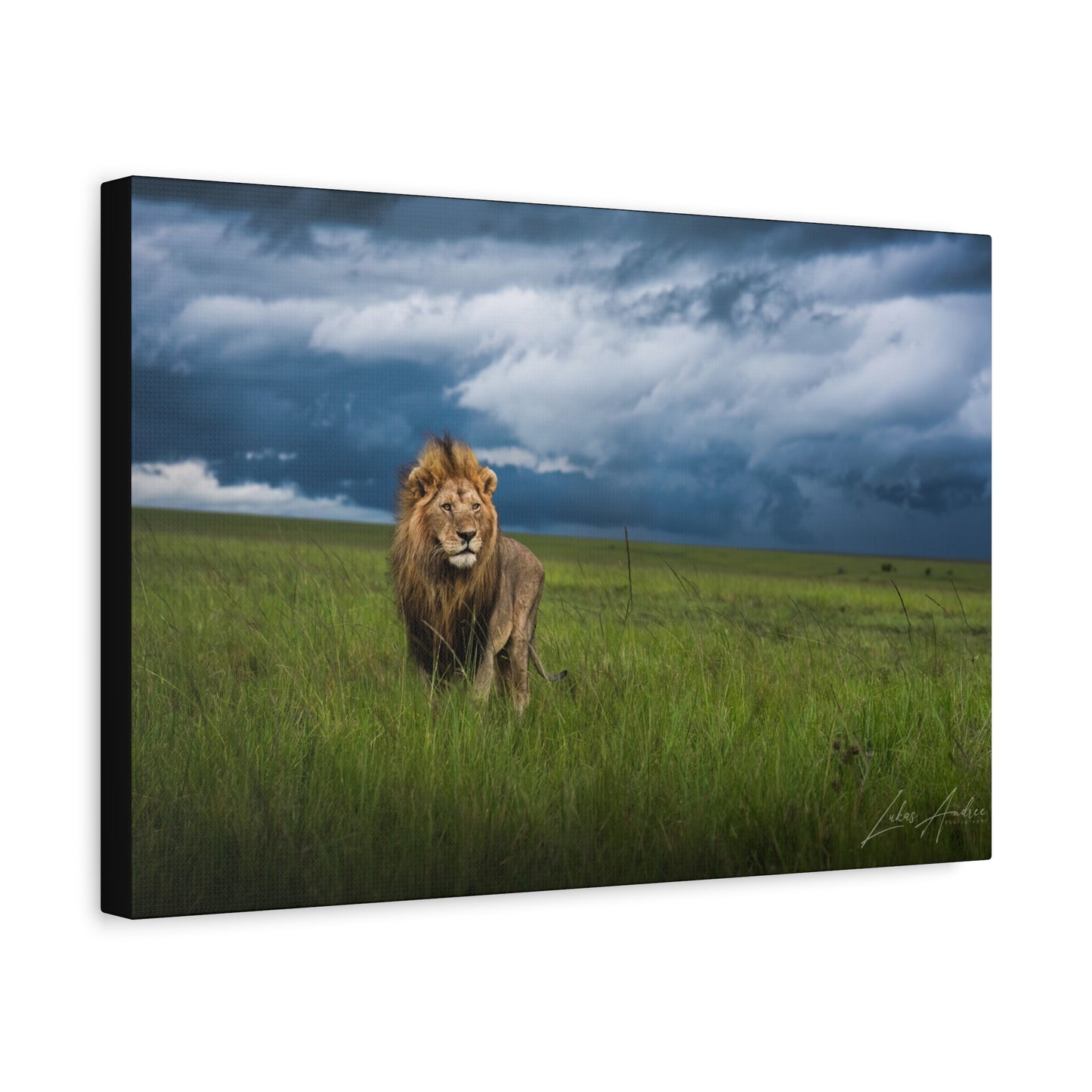 Lion Standing Under Storm Clouds — By Photographer Lukas Andersen