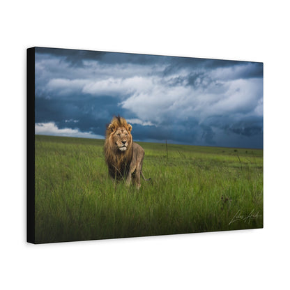 Lion Standing Under Storm Clouds — By Photographer Lukas Andersen
