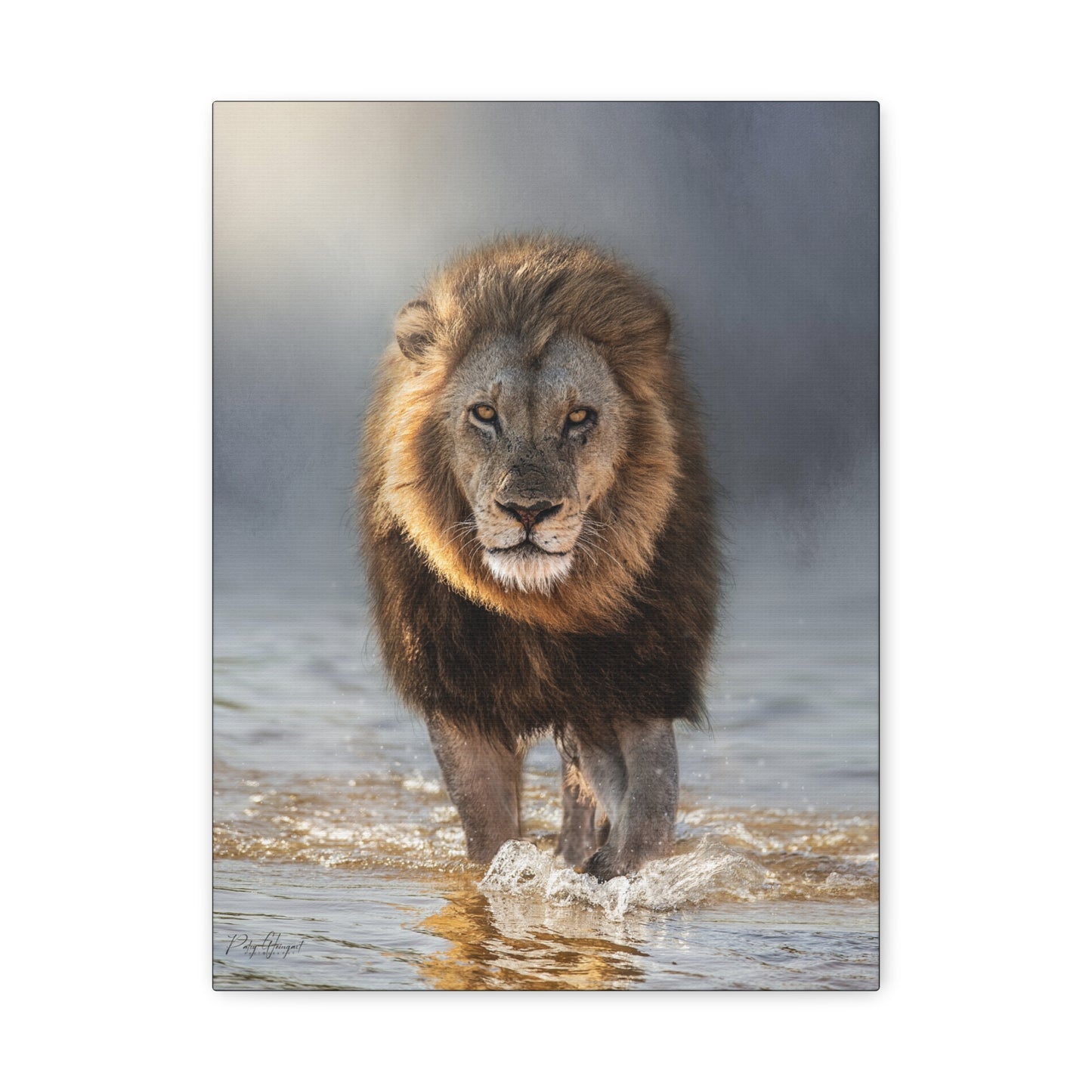 Lion of the Delta – By Photographer Patsy Weingart