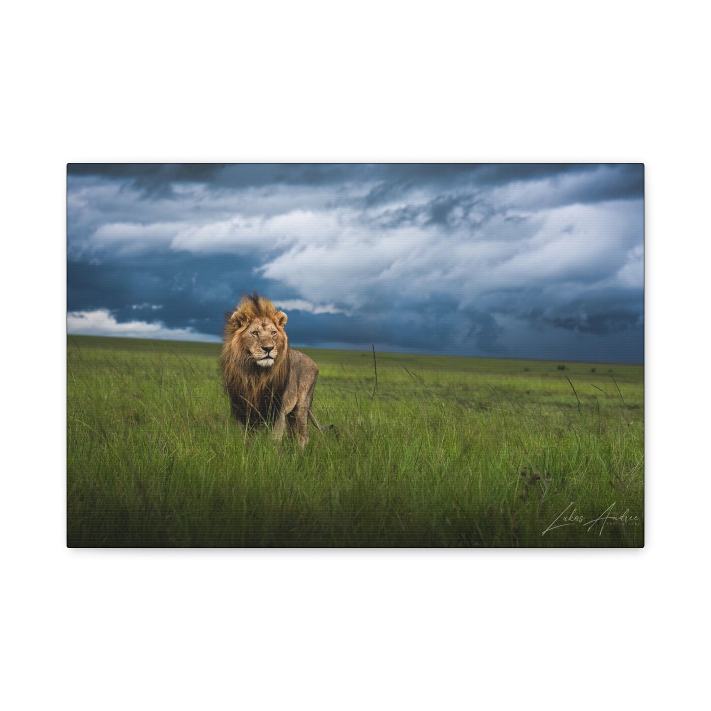 Lion Standing Under Storm Clouds — By Photographer Lukas Andersen