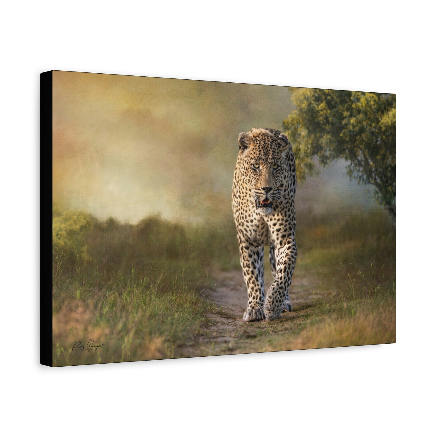 Dominant Male Leopard on the Path – By Photographer Patsy Weingart