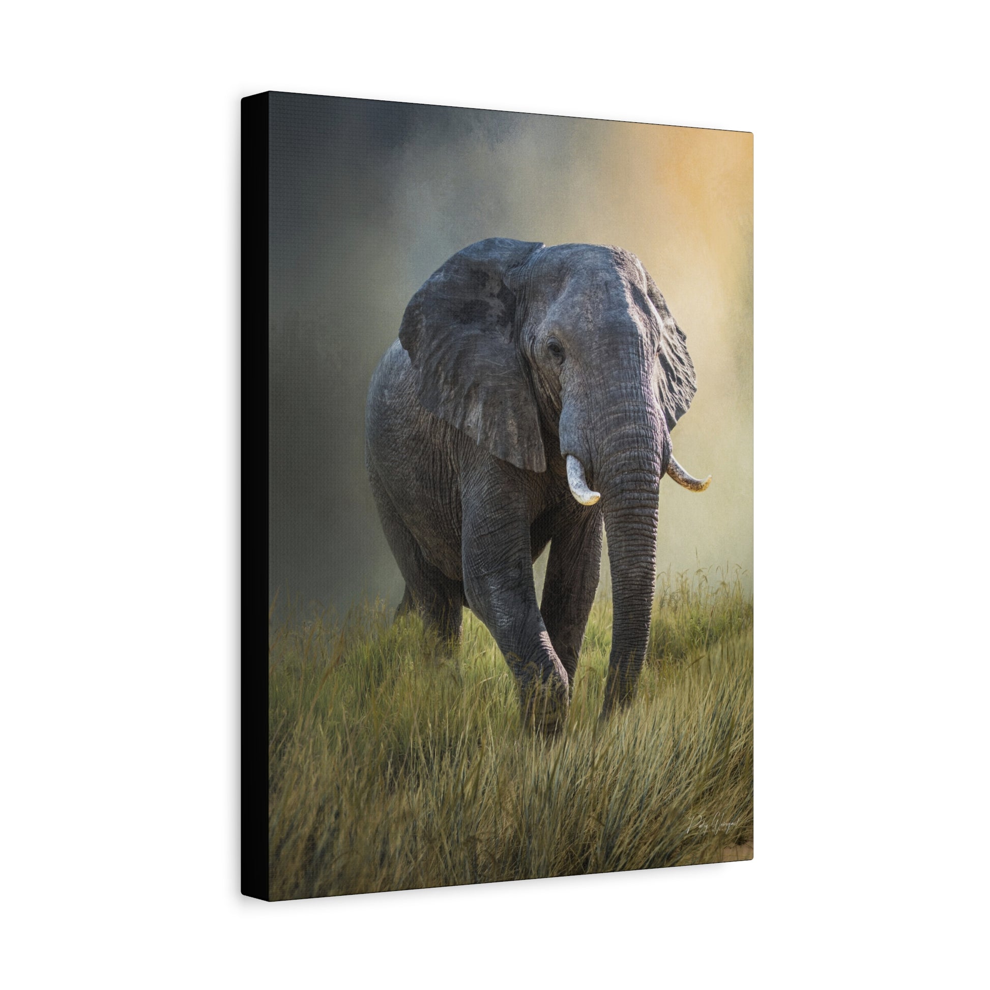 Majestic Presence – Male Elephant in Long Grass by Photographer Patsy Weingart
