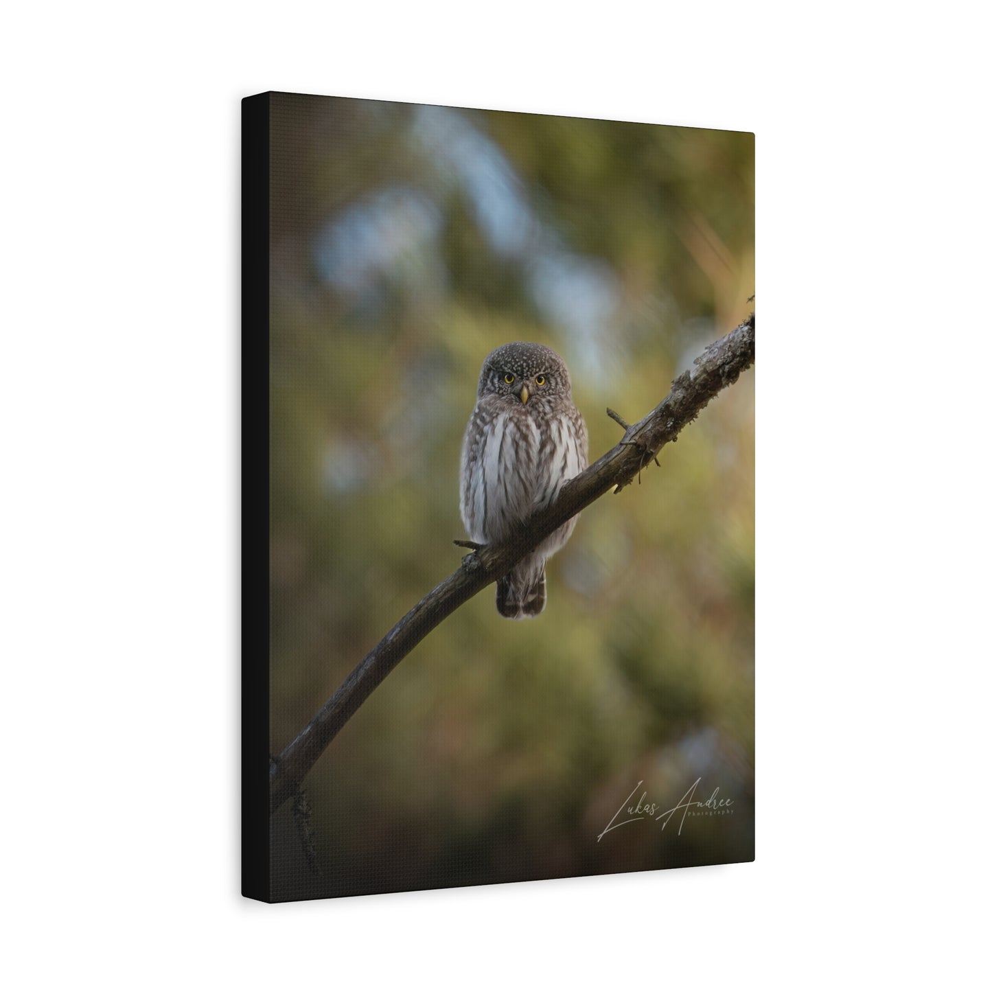 Pygmy Owl on Forest Branch — By Photographer Lukas Andersen