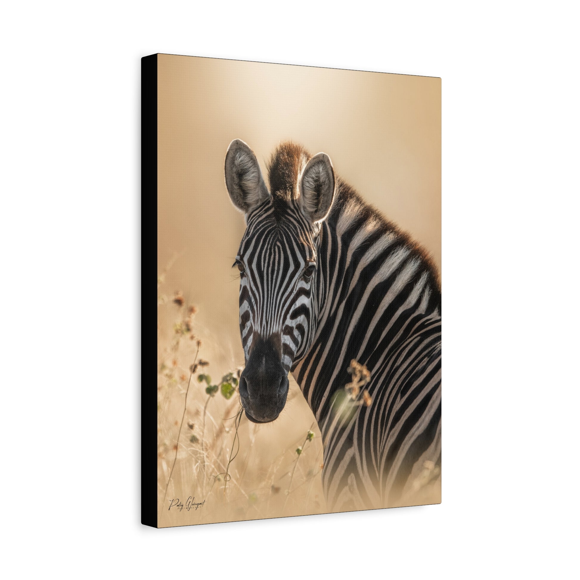 Sunlit Stripes – By Photographer Patsy Weingart