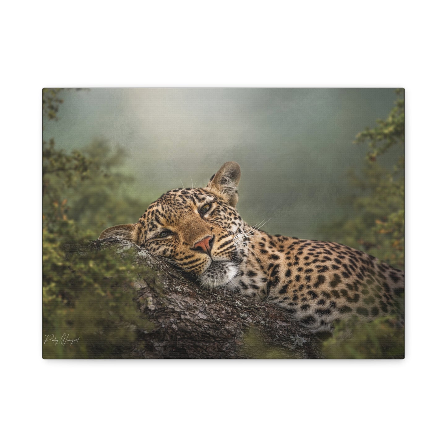 Resting Shadows – Sleepy Leopard on Tree by Photographer Patsy Weingart