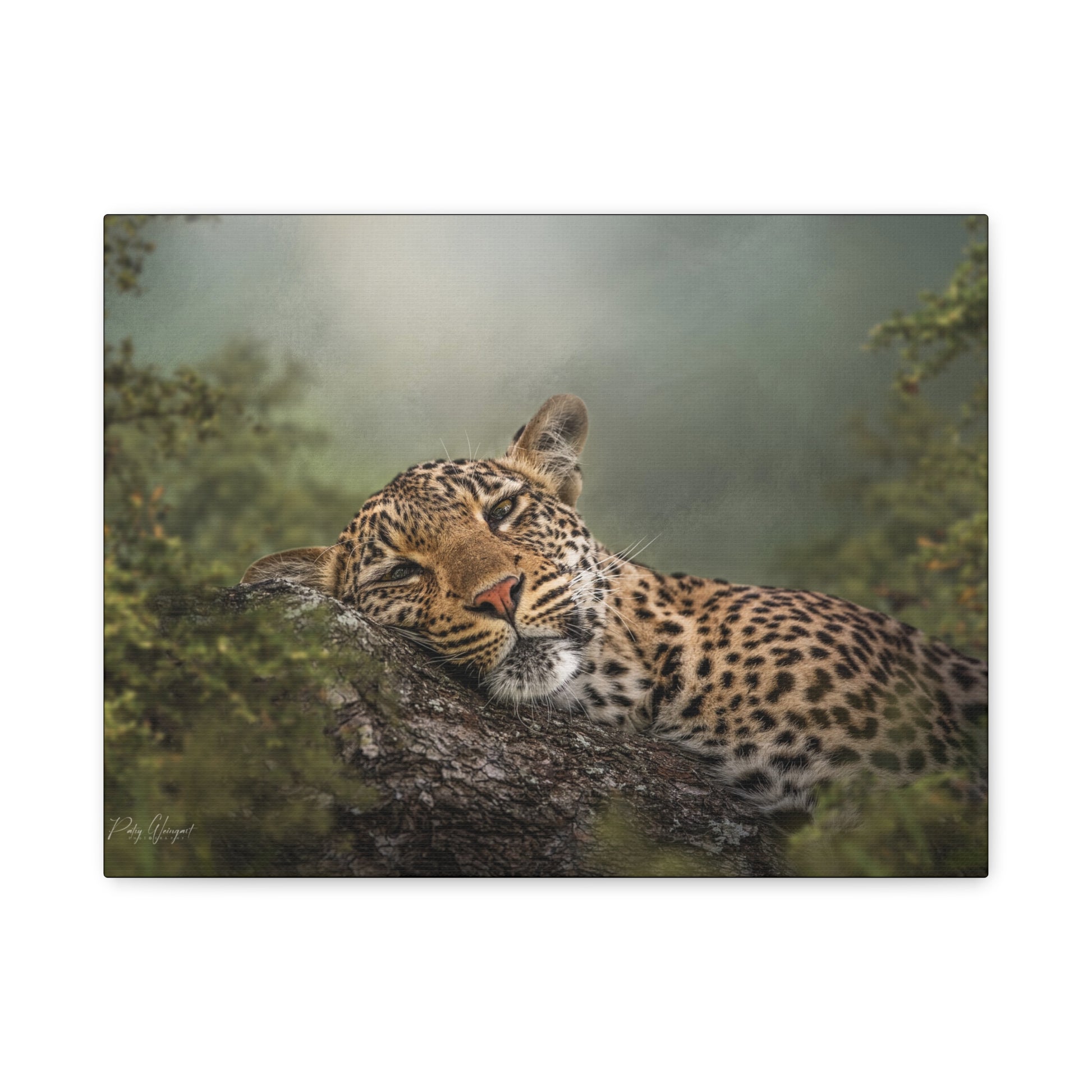 Resting Shadows – Sleepy Leopard on Tree by Photographer Patsy Weingart