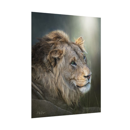 Lion's Gaze Fine Art Print | By Photographer Patsy Weingart
