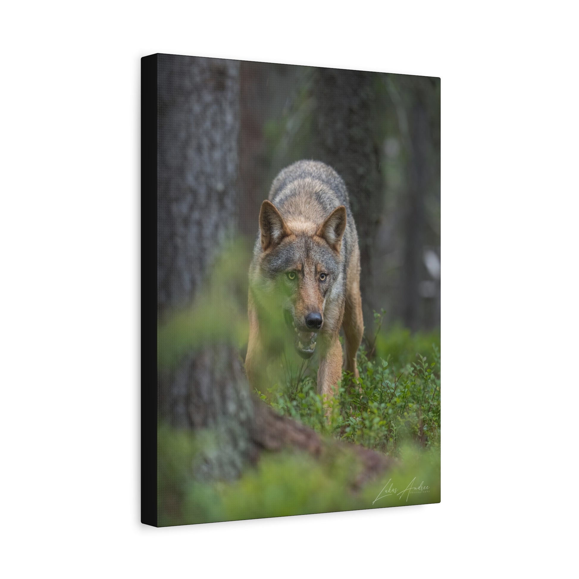 Wolf Watching Through Forest Cover — By Photographer Lukas Andersen