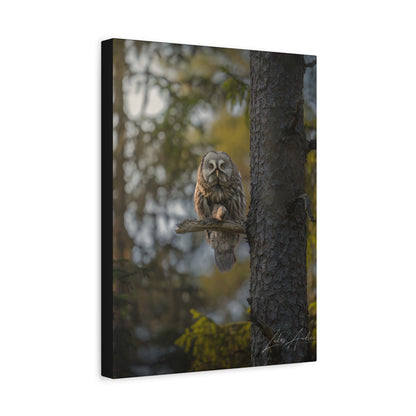 Great Gray Owl on Forest Perch – By Photographer Lukas Andersen