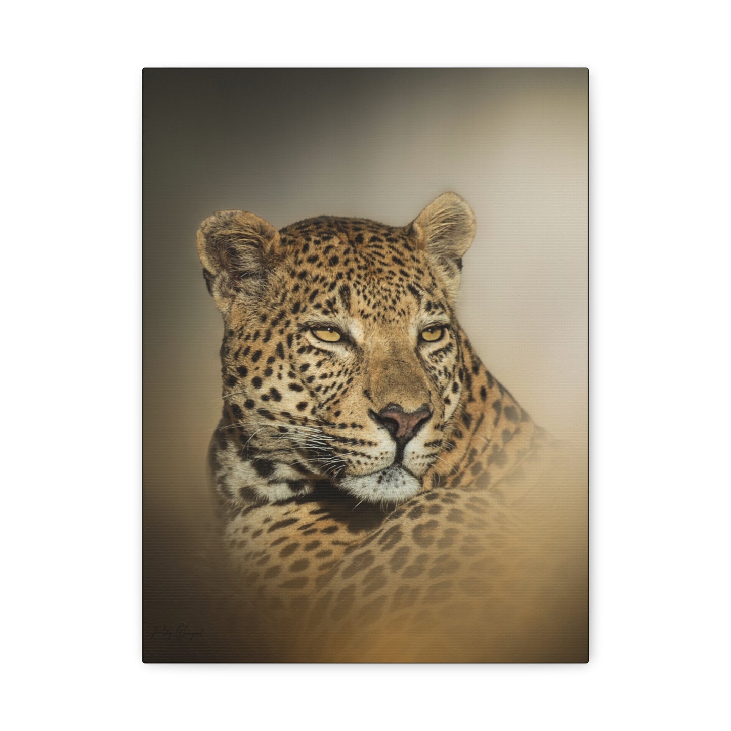 Eyes of the Wild – By Photographer Patsy Weingart