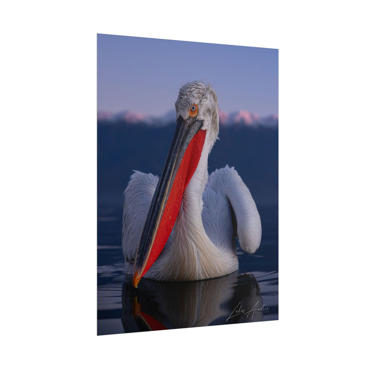 Dalmatian Pelican Fine Art Print | By Photographer Lukas Andersen