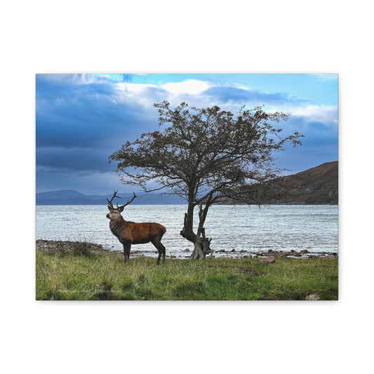 Applecross Stag Canvas Print – By Photographer Fergus King