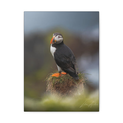 Puffin Standing on Grassy Ledge — By Photographer Lukas Andersen
