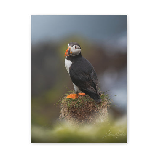 Puffin Standing on Grassy Ledge — By Photographer Lukas Andersen