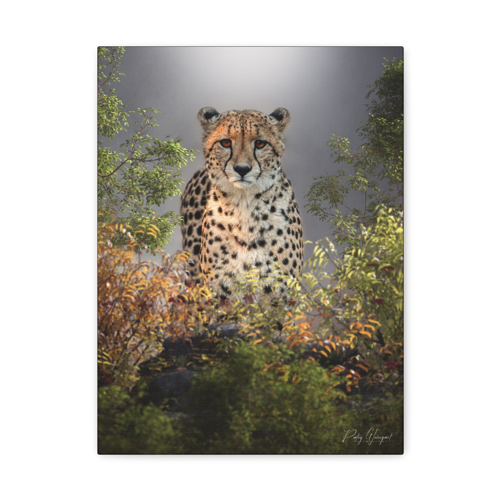 Cheetah in the Thicket — By Photographer Patsy Weingart