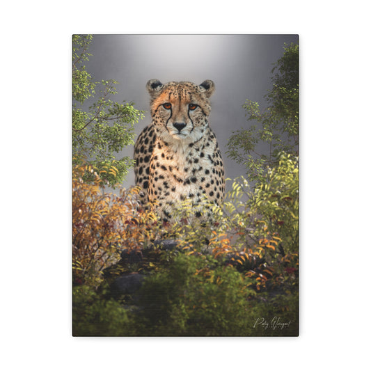 Cheetah in the Thicket — By Photographer Patsy Weingart