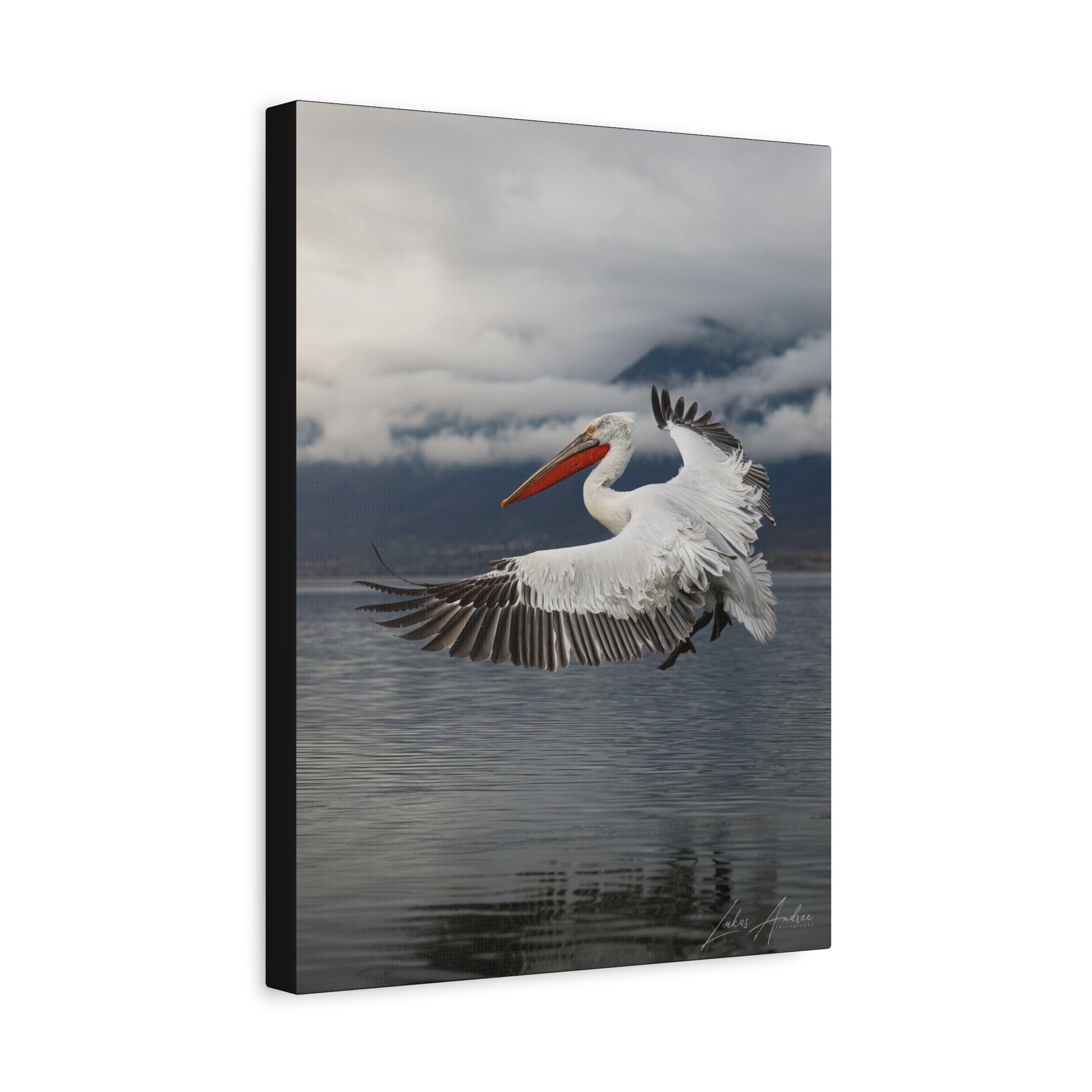 Dalmatian Pelican in Flight Over Still Waters – By Photographer Lukas Andersen