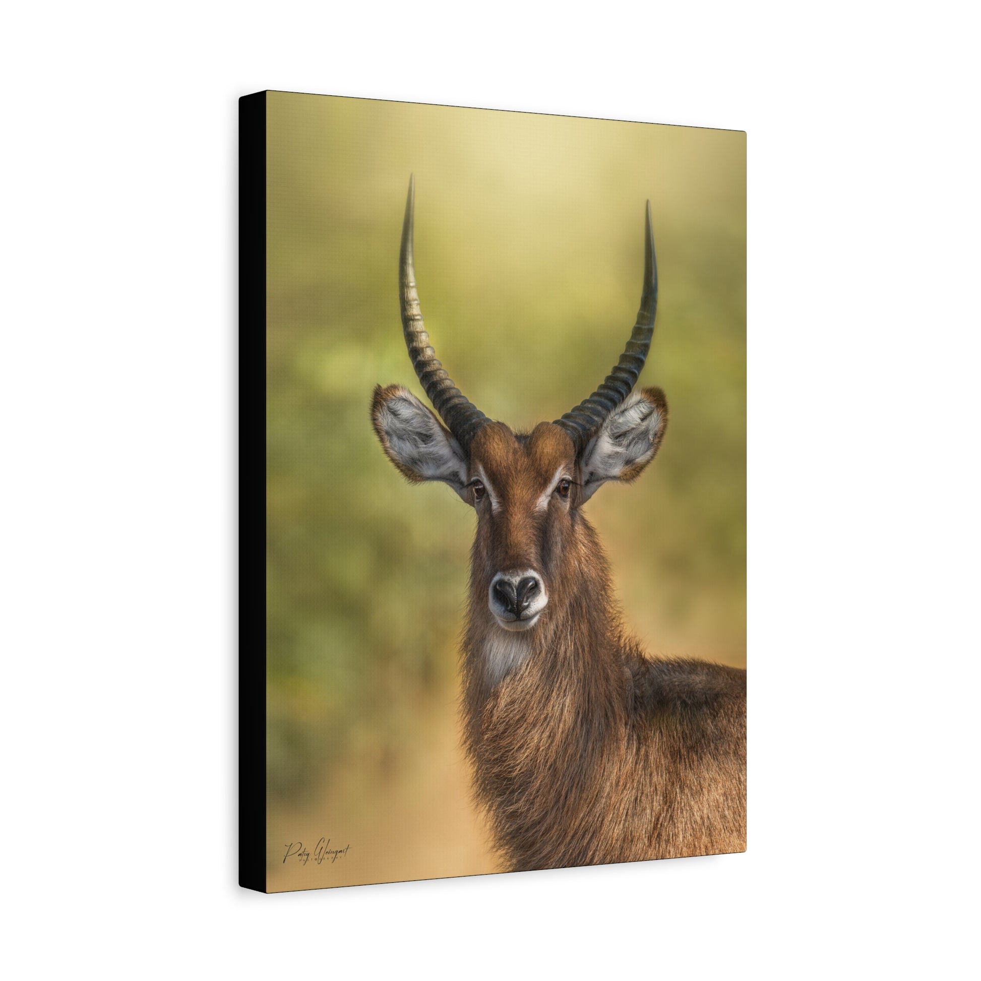 Waterbuck Portrait at Dusk – By Photographer Patsy Weingart