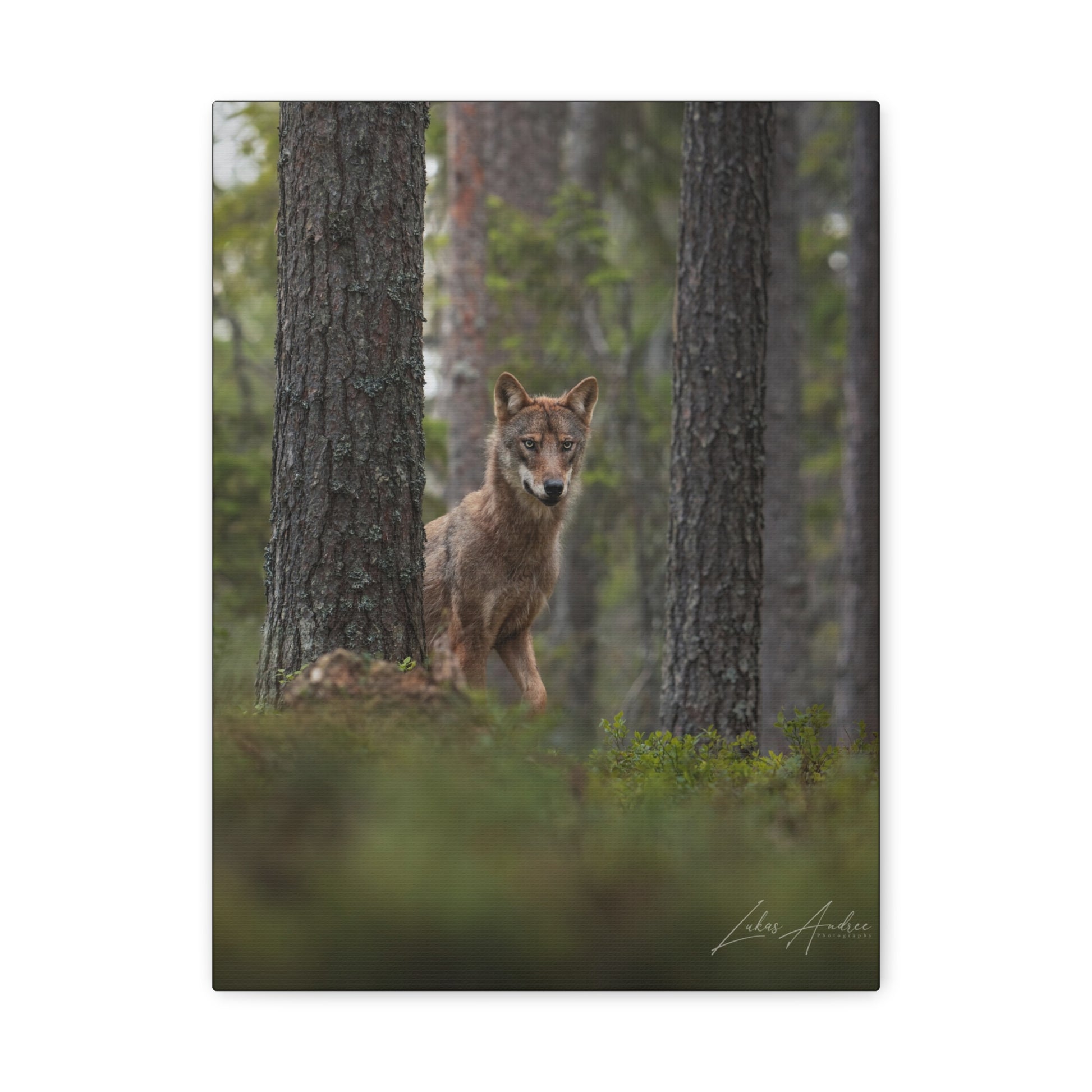 Wolf Among Forest Trees – By Photographer Lukas Andersen