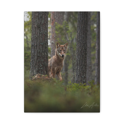 Wolf Among Forest Trees – By Photographer Lukas Andersen