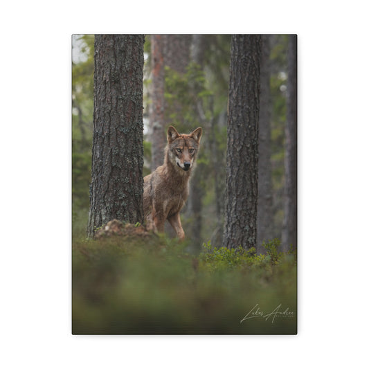 Wolf Among Forest Trees – By Photographer Lukas Andersen