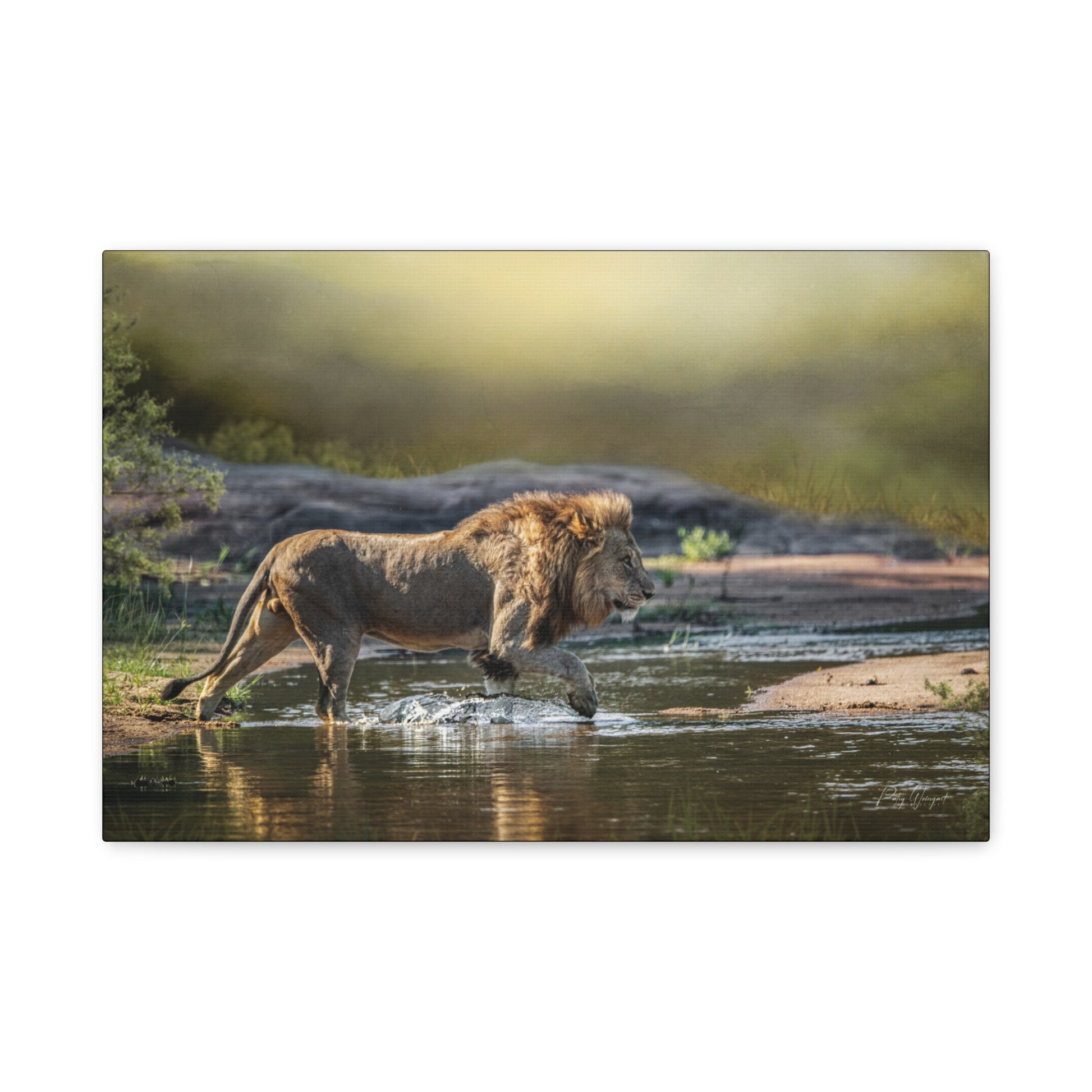 Stalking Lion at the Water’s Edge – By Photographer Patsy Weingart