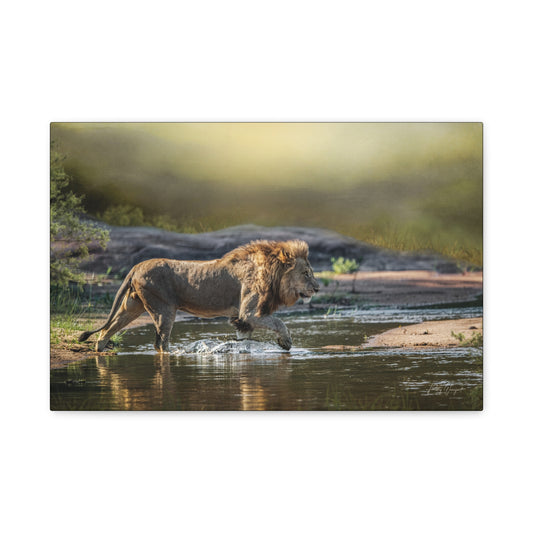 Stalking Lion at the Water’s Edge – By Photographer Patsy Weingart