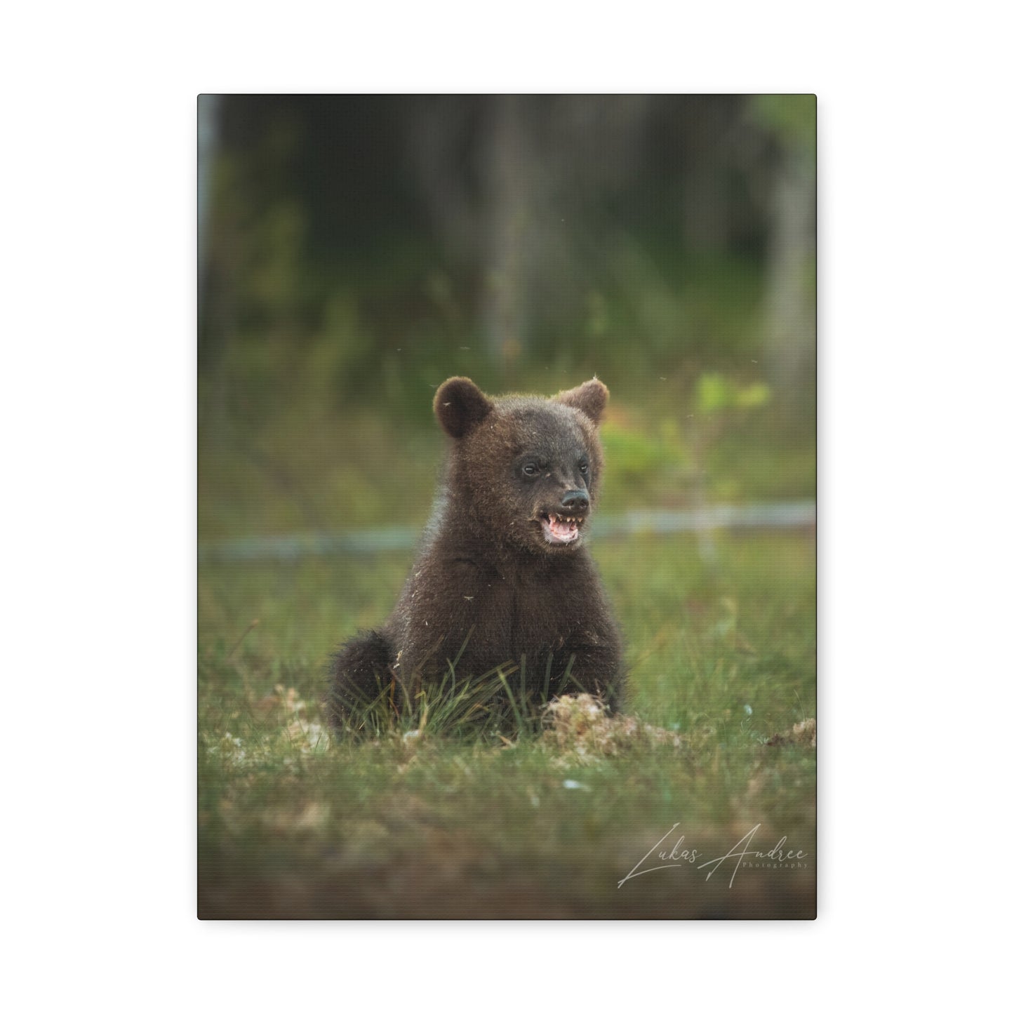Expressive Bear Cub in Woodland Meadow – By Photographer Lukas Andersen