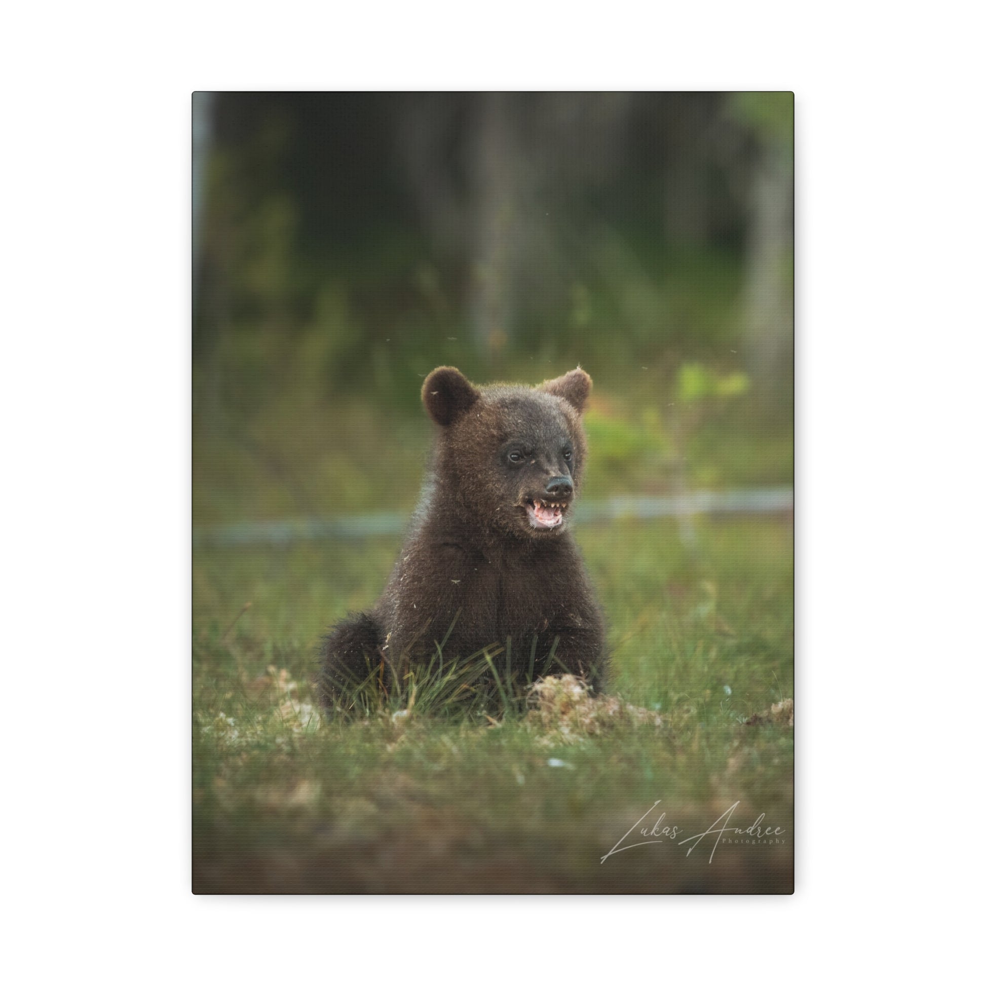 Expressive Bear Cub in Woodland Meadow – By Photographer Lukas Andersen