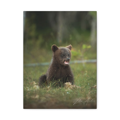 Expressive Bear Cub in Woodland Meadow – By Photographer Lukas Andersen